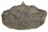 Hadrosaur (Hypacrosaur?) Cervical Vertebra - Montana #192728-3